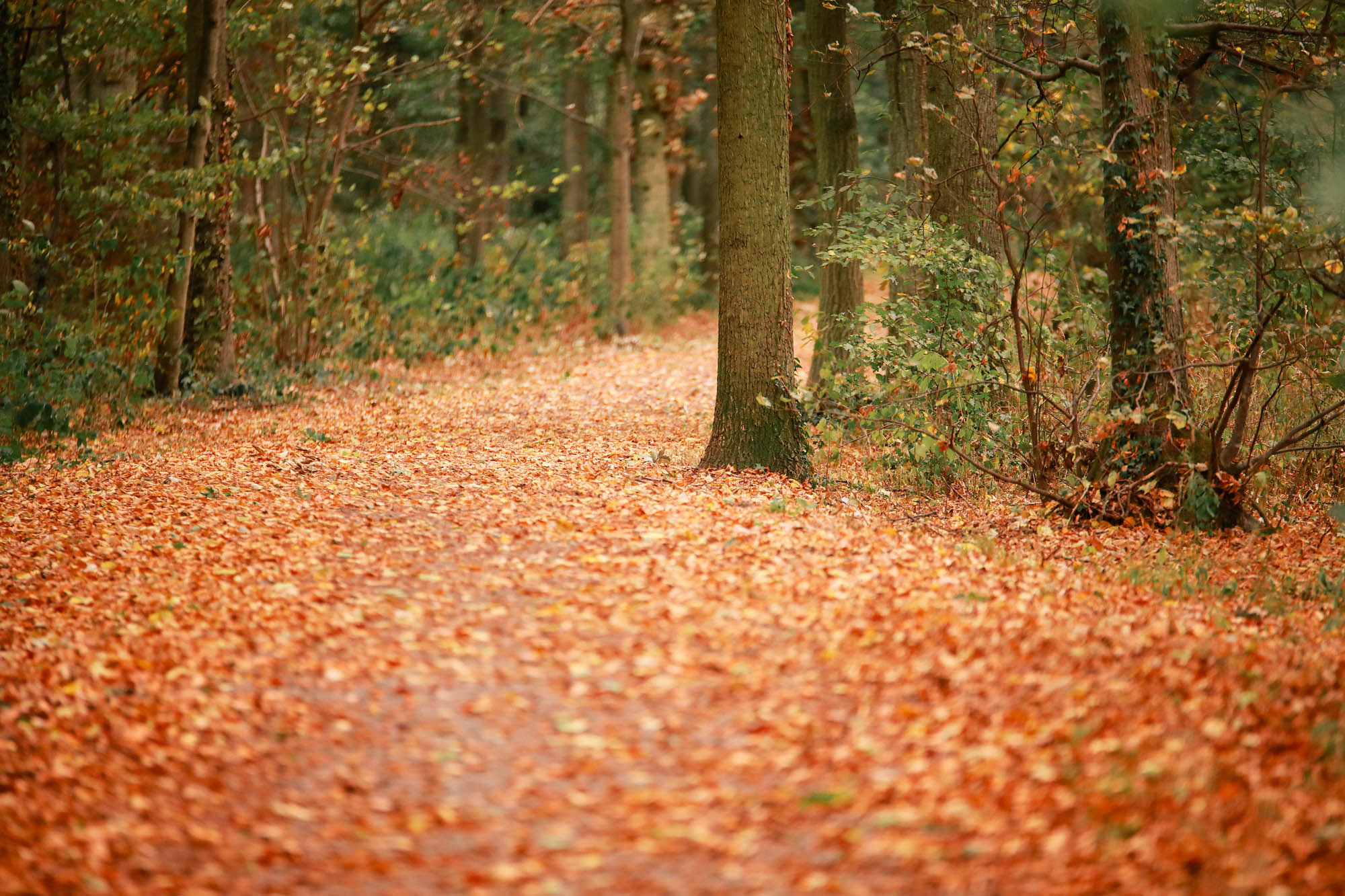 Herbst-Trend-Karomuster-3.jpg